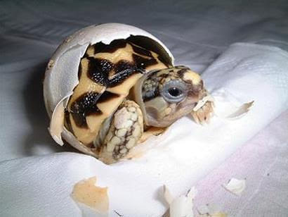 Animals, Pets