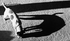 Shadow Dog