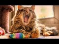 Yawning Cats #19
