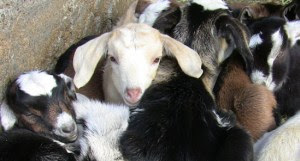 Achadinha Kids in a Cuddle Achadinha Kids in a Cuddle