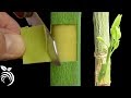 How To Grafting Fruit Trees - Grafting Fruit Trees - A Step by Step Picture Tutorial ... : Check spelling or type a new query.
