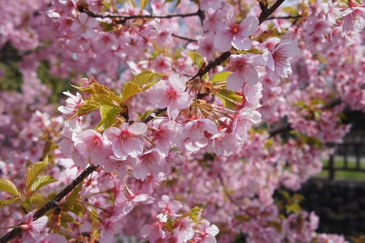 京都市内で一番早咲き 淀水路の河津桜 は菜の花との競演も必見 京都府 Lineトラベルjp 旅行ガイド
