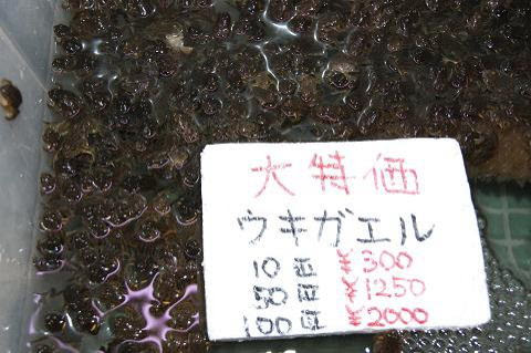 ウキガエル アロワナのエサ 販売 トロピカルフィッシュ佐野 大阪