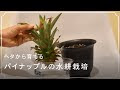 いろいろ ミニ パイナップ��� 337588-パイナップル ミニ 育て方