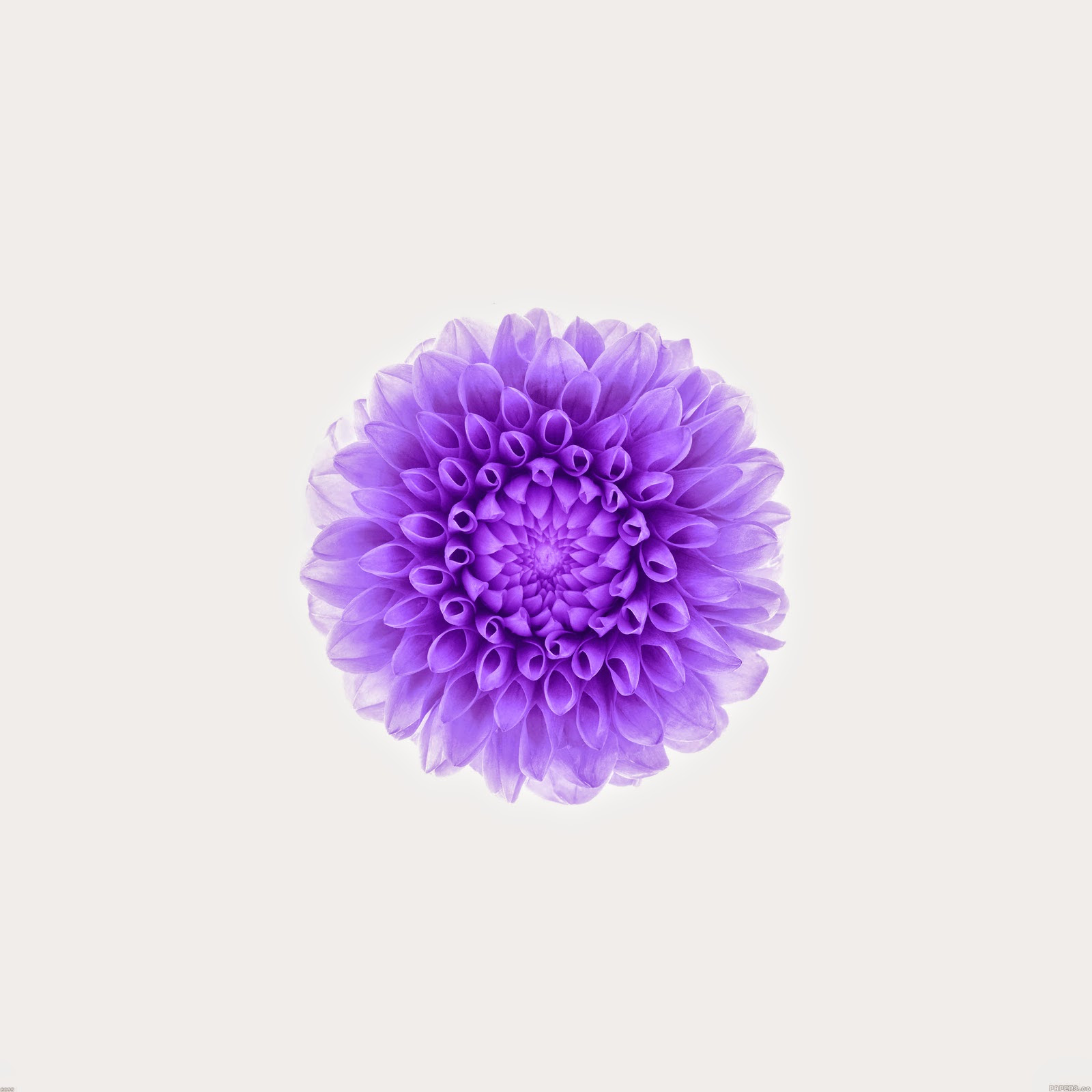 iOS 8 Flower Wallpaper - WallpaperSafari