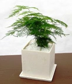 アスパラガスの育て方 自然と暮らす 観葉植物