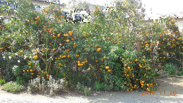 我が家の庭の柑橘類 その２