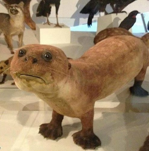 世界の 珍しい 動物標本 人民網日本語版 人民日報