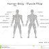 Body Muscle Names : muscular system for kids. Go over basics... | Muscular ... / The superficial back muscles are the muscles found just under the skin.