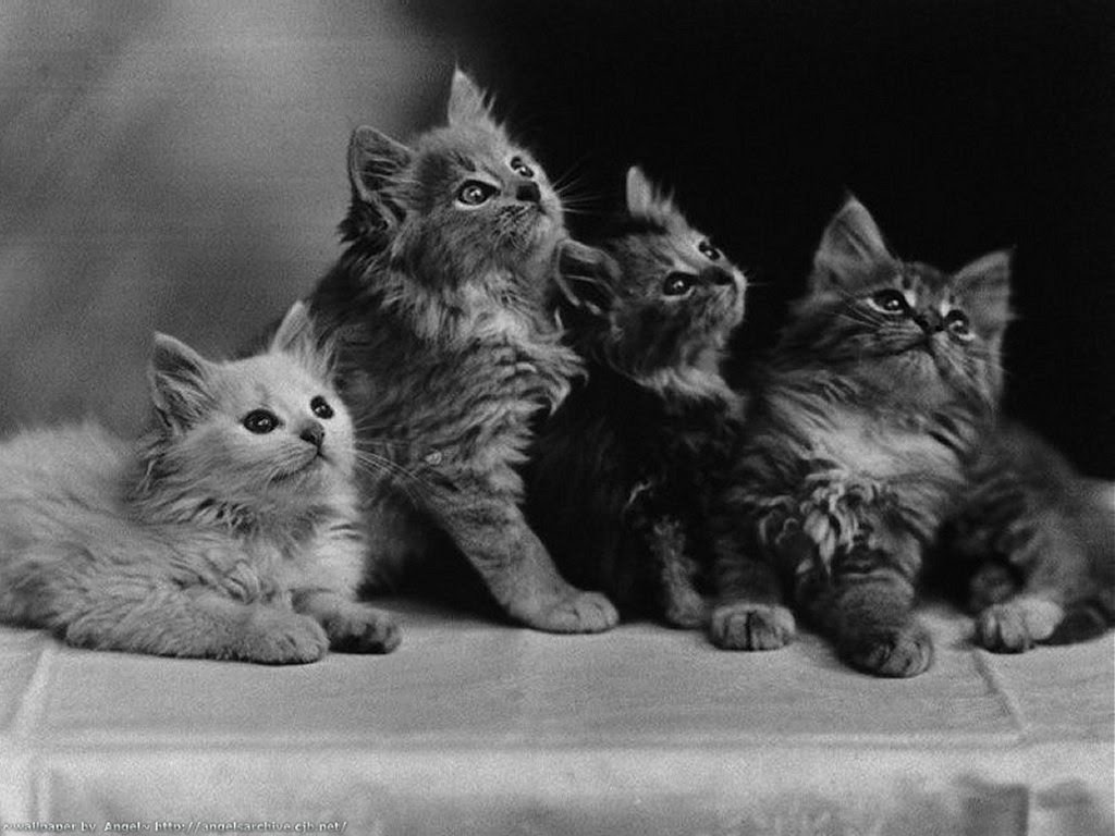 Fonds D Ecran Chats