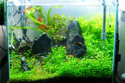 45cm水槽レイアウト変更 リボンとそら さくら チロル 楽して熱帯魚