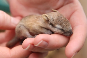 numbat-babies-2011-004