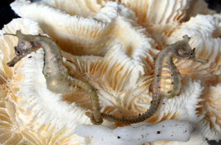 タツノオトシゴ通信販売のシーホースウェイズ