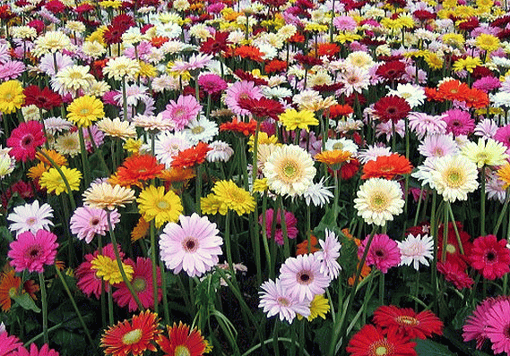 花言葉 逆引き花言葉 花の宅配ギフト プレゼント ガーベラ Gerbera