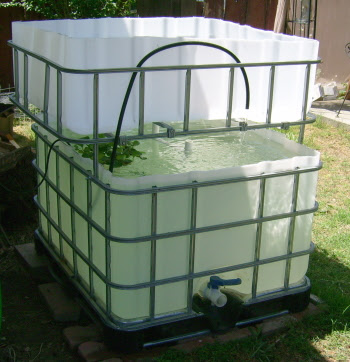 Fresno Backyard Harvest First Aquaponics Tank Is Online