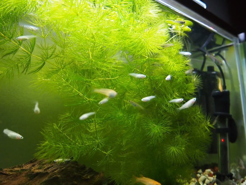 水草 雅アクア