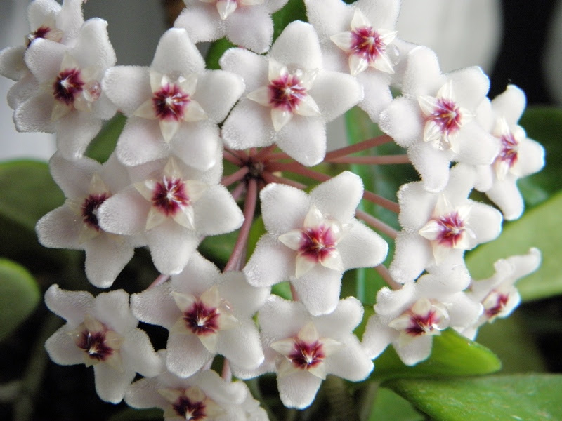 星の形のかわいい花 サクララン 桜蘭 ながさきの森林 もり