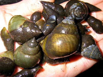 タニシとカワニナはしっかり加熱しよう ざざむし