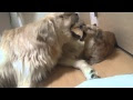 大型犬 小型犬 仲良し 157928-大型犬 小型犬 仲良し