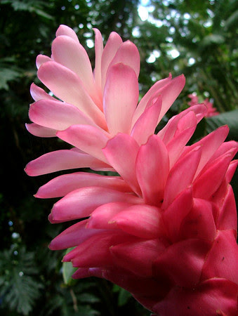 Hawaiian Ginger