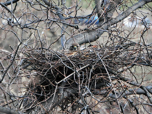 Martha in Her Nest