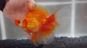 ハーフムーンオランダ 皇帝オランダの説明