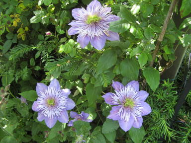 Garten Rusch