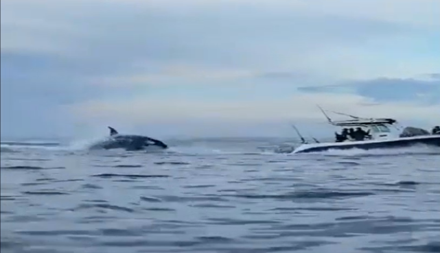  TURISTAS PERSEGUIDOS POR UNA ENORME BALLENA (VIDEO)