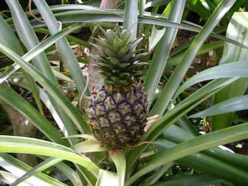 お花の簡易データベース 植物写真集 パイナップル科アーカイブ
