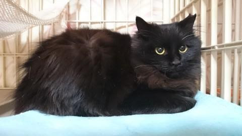 福岡県 長毛黒ちゃん 猫の里親募集 ネコジルシ