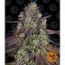 Cbd Oil بالعربي : المركز الاستشاري الاستثماري | Investment Advisory Center ... / So what should you be aware of when you buy cannabis oil?