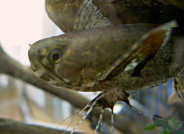 蝶という名を持ちながら 奇妙ナサカナ