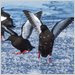 Black guillemots on new ice. The birds were banded on Cooper Island.