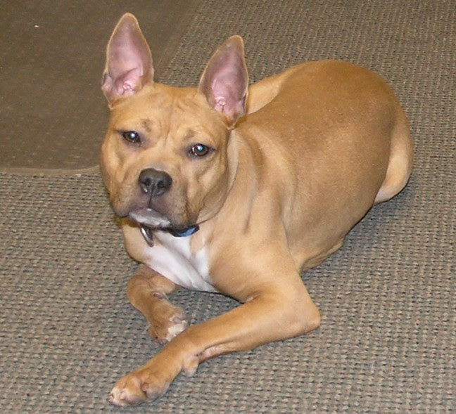 French Bulldog/Pit Bull - Frenchie | Mid-America Bully ...