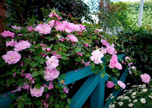 Monet's Garden