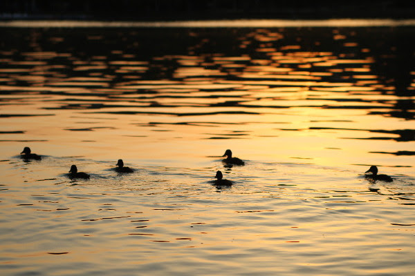 duckset