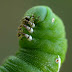 Green Tomato Worms Life Cycle - The tomato worms life cycle.