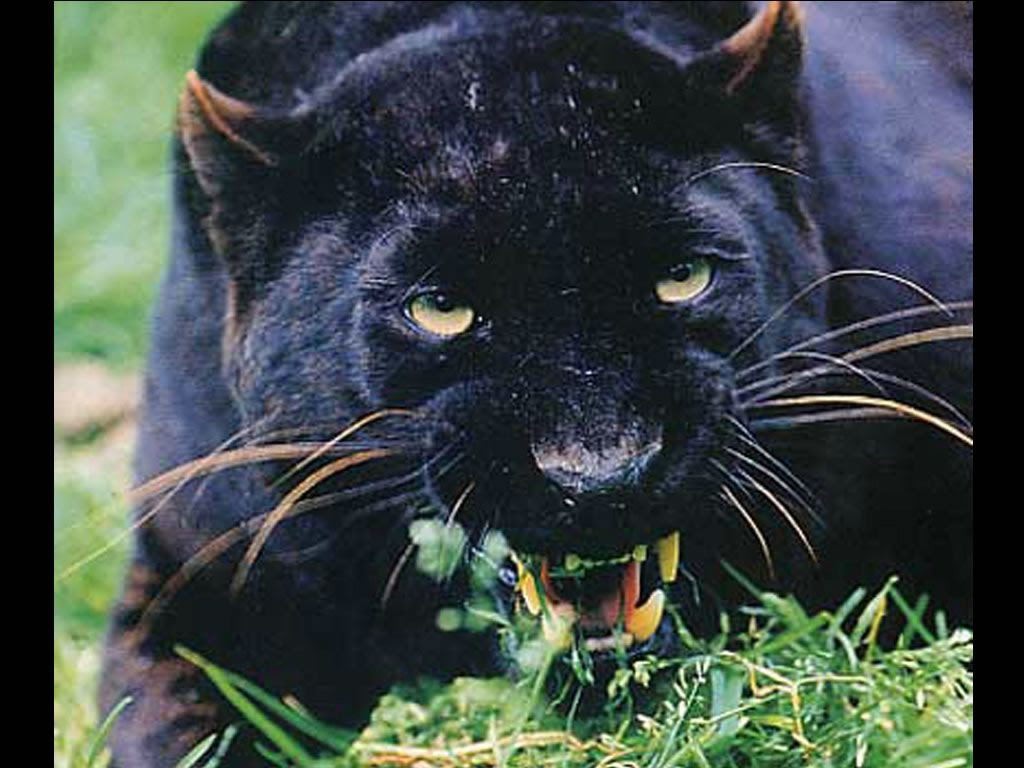 Fond D Ecran Panthere Noire Gratuit Fonds Ecran Pantheres Panteres Animaux Felins