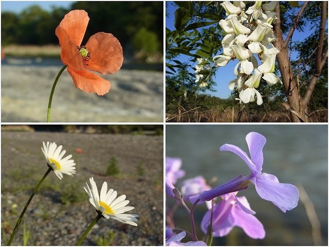 ケシからん花 荒川上流giro Giro日記