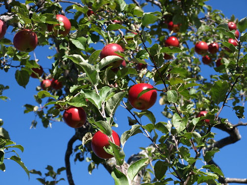 Apples10 022