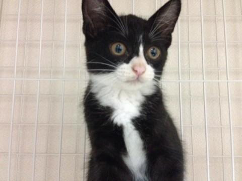 静岡県 ハチワレ白黒タキシード2ヵ月男の 猫の里親募集 ネコジルシ