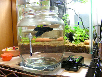 ヒレがビリビリ Hage Blog