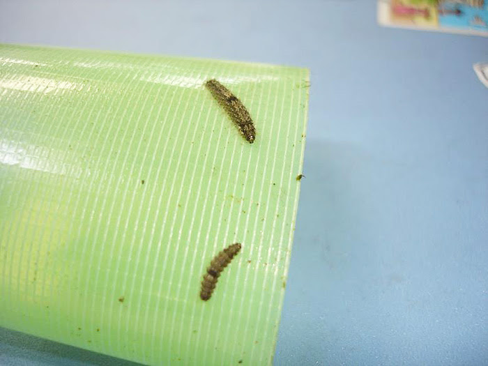 茨城県牛久市 害虫駆除 シロアリ ネズミ ゴキブリ等 消毒 食中毒 鳥インフルエンザ のことならヒュリカへ 毛虫