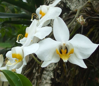bibit tanaman hias,  tanaman hias anggrek,  cara budidaya tanaman hias,  informasi tanaman hias,  info tanaman hias,  gallery tanaman hias,  sentra tanaman hias,  tabloidgallery, Mawar, Anggrek, Bonsai, Puring, Melati, Anthurium