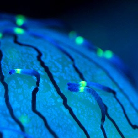 Why Jellyfish Float Like a Butterfly—And Sting Like a Bee | Deep Look