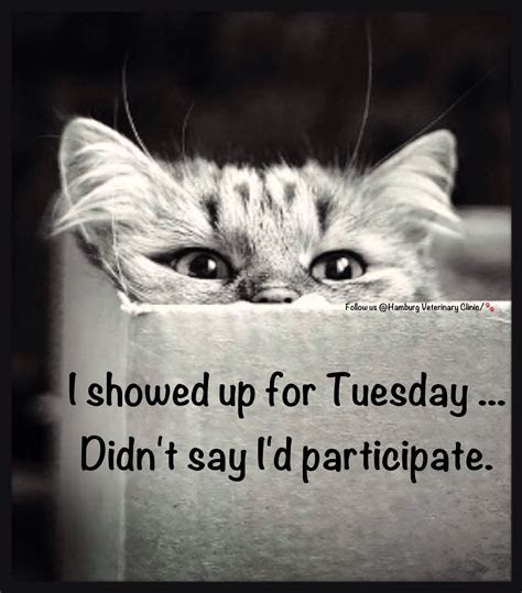 amazing tuesday morning funny quotes images memes