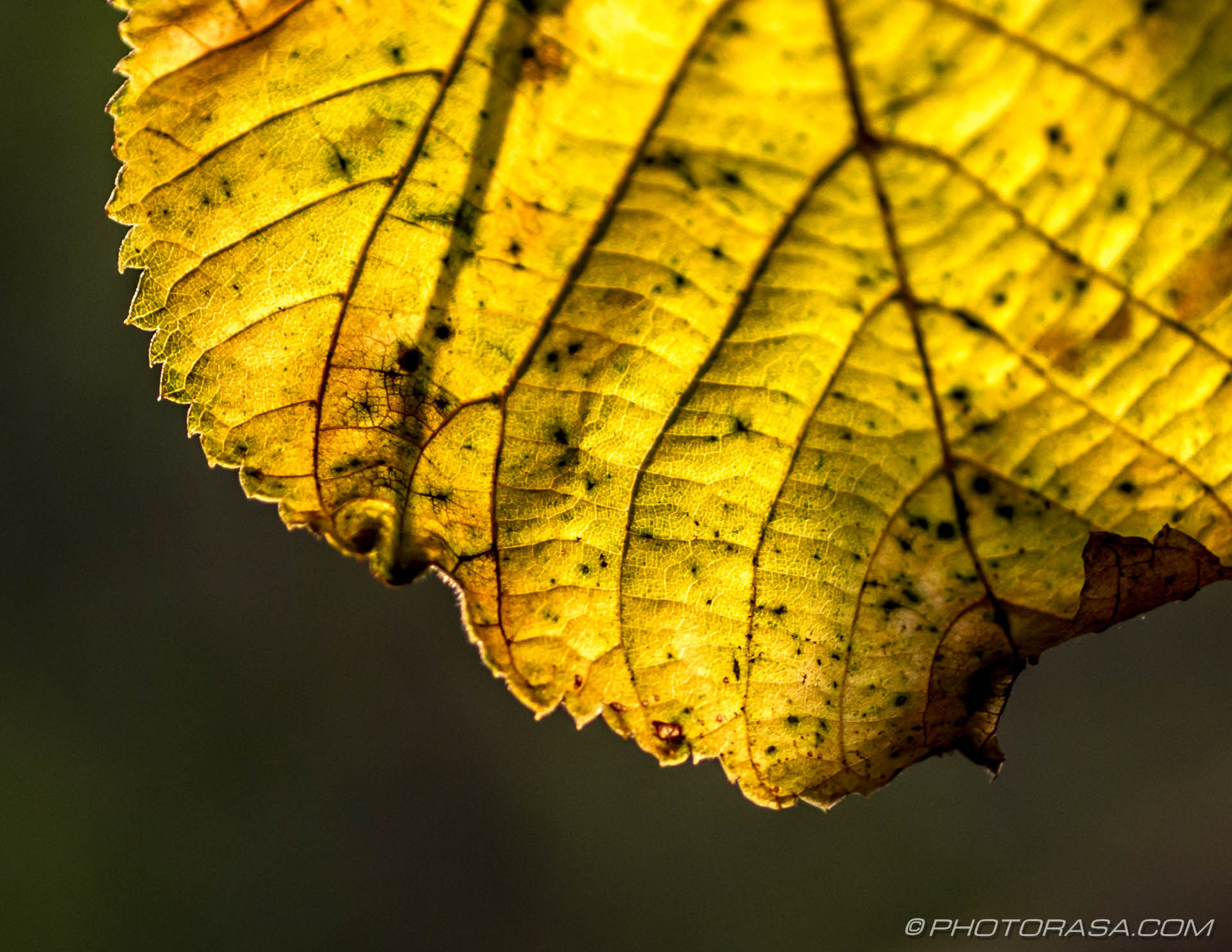 yellow autumn leaf close up Photorasa Free HD Photos yellow autumn leaf close up Photorasa Free HD Photos