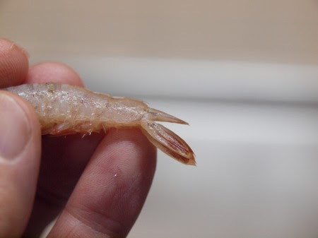 芝海老と三つ葉のかき揚げ 魚料理と簡単レシピ