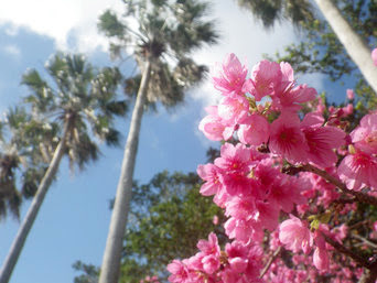 与儀公園 桜の名所の情報 沖縄離島ドットコム