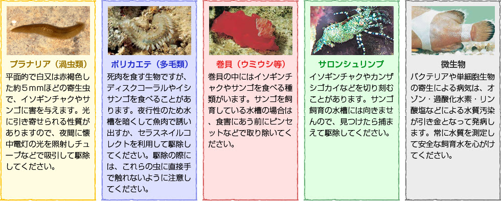 失敗しない為の海水魚ガイド 海水魚飼育の基本知識 株式会社セラジャパン